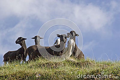 Flock of sheeps in South Tyrol Stock Photo