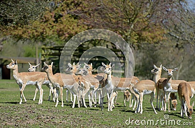 Herd of blackbuck, Damaliscus pygargus phillipsi, Stock Photo