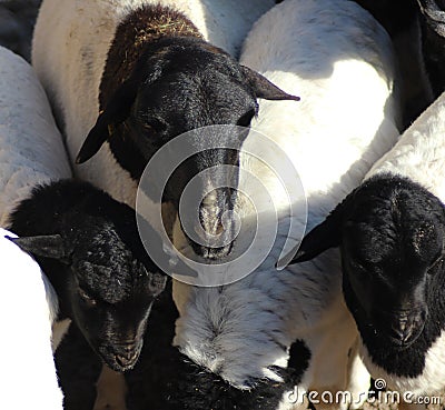 Blackhead persian sheep Stock Photo