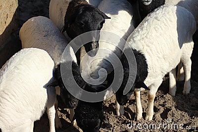 Blackhead persian sheep Stock Photo