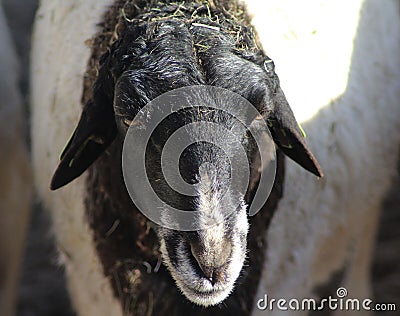 Blackhead persian sheep head Stock Photo