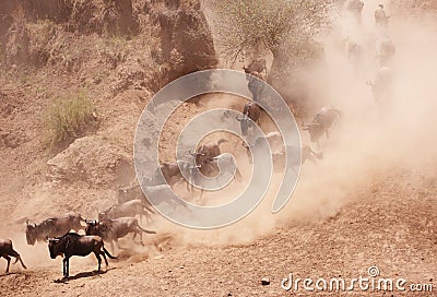 Herd of Blue Wildebeest (Connochaetes taurinus) Stock Photo