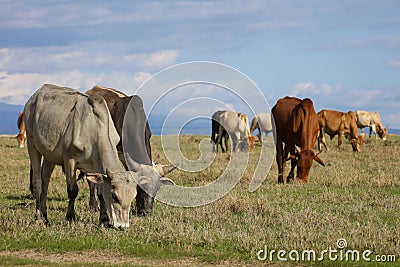 A herd of boran cattle grazing Stock Photo