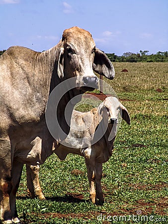 Herd of brahman beef cattle cows on pasture Stock Photo