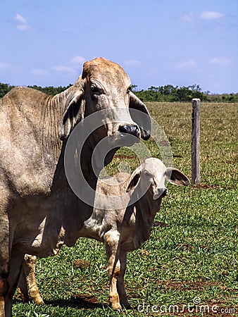 Herd of brahman beef cattle cows on confinement Stock Photo