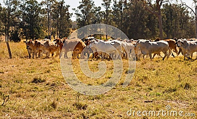 Herd of Brahman beef cattle moving across paddock Stock Photo