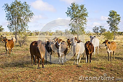 Herd of Brahman Cattle in Outback Queensland Stock Photo