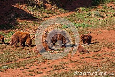 Herd of brown bears Stock Photo