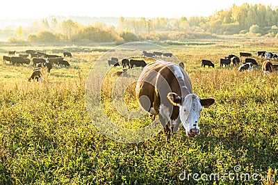A herd of brown cows at dawn. Stock Photo