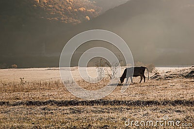 herd of brown cows grazes in the meadow at dawn. Dawn on a pasture in the fog in the rays of the sun. Animal sanctuary early Stock Photo