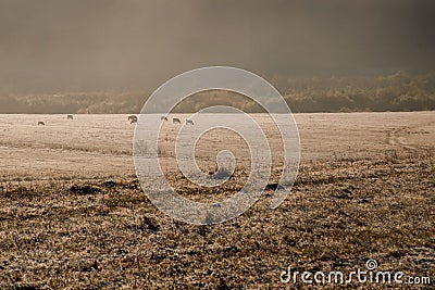 herd of brown cows grazes in the meadow at dawn. Dawn on a pasture in the fog in the rays of the sun. Animal sanctuary early Stock Photo