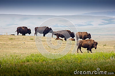 A herd of buffalo crossing a paddock Stock Photo