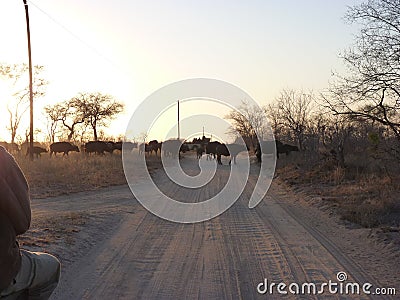 Herd of buffalo crossing a sandy dirt road at sunset Stock Photo