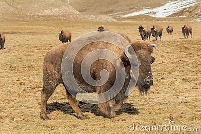 Herd Of Buffalo Stock Photo