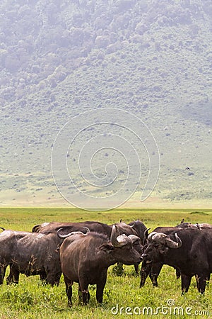 A herd of buffaloes inside a volcano. NgoroNgoro, Tanzania Stock Photo