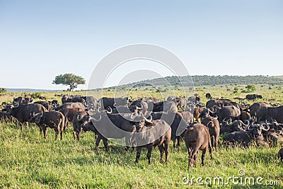 Herd of buffaloes. Stock Photo