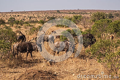 Herd of buffalos grazing on the pasture Stock Photo