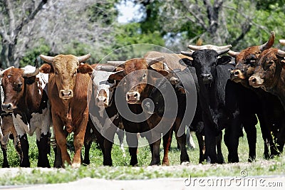 Herd of bulls Stock Photo