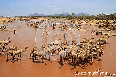 A herd of camels cools in the river on a hot summer day. Kenya, Ethiopia. Stock Photo