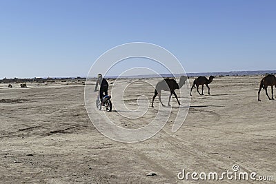 Herd of camels crossing the highway near Rissani Editorial Stock Photo