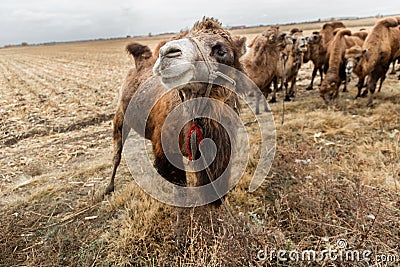 Herd of camels grazing in the field Stock Photo