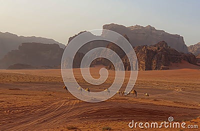 a herd of camels walking across a desert next to mountains Stock Photo