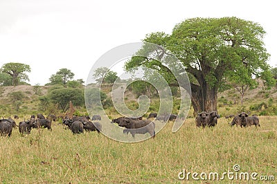 Herd of Cape buffalo in Tanzania Stock Photo