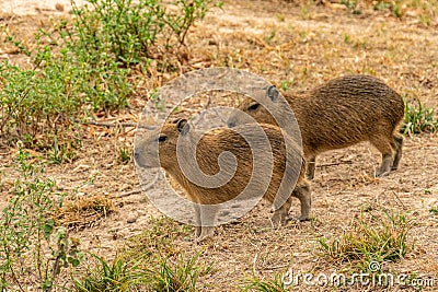 A herd of capybara crossing Stock Photo