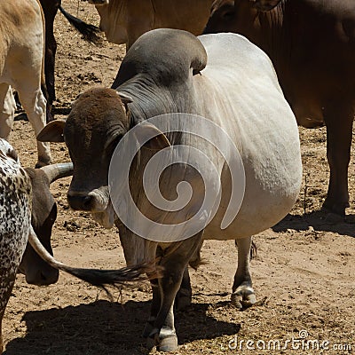 Herd of cattle: breeding bull Stock Photo