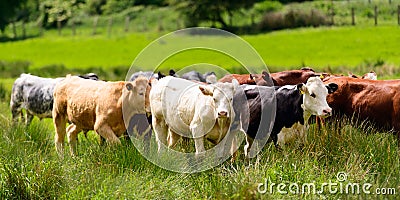 Herd Of Cattle In Plush Green Meadow Stock Photo