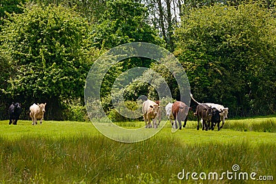 Herd Of Cattle Released Into Field Stock Photo