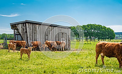 Herd of cattles on a field near a barn under a sunny day Stock Photo