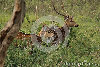 Herd of chital or spotted deer axis axis in bandipur national park Stock Photo