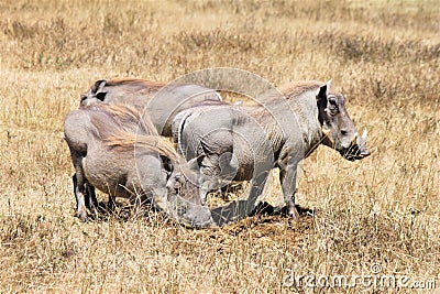 Herd of common warthogs in a natural environment Stock Photo