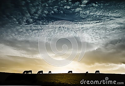 Herd of cows against dramatic sunset Stock Photo