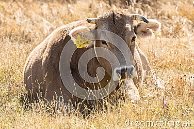 Herd of cows in autumn in Vall de Incles, Canillo, Andorra. Editorial Stock Photo