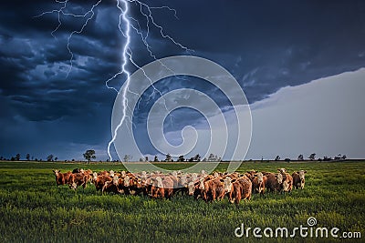 Herd of Cows Bracing Together in a Field for the Lightning Tornado Thunder Storm Stock Photo