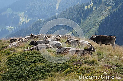 Herd of cows of breed Swiss brown having rest on alpine meadow in Switzerland. Stock Photo