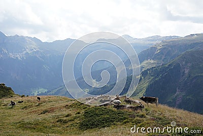 Herd of cows of breed Swiss brown having rest on alpine meadow in Switzerland. Stock Photo