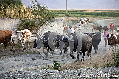 Herd of cows and buffaloes Editorial Stock Photo