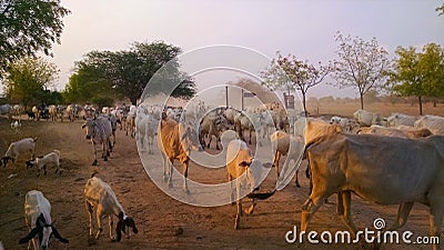 Herd of Cows in Burma Stock Photo