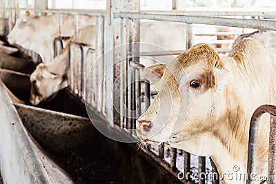Herd of cows close-up on American Thai Brahman cows in cowshed on dairy farm. Agriculture Industry. Stock Photo
