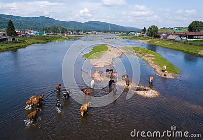 Herd of cows crossing the shallow river Stock Photo