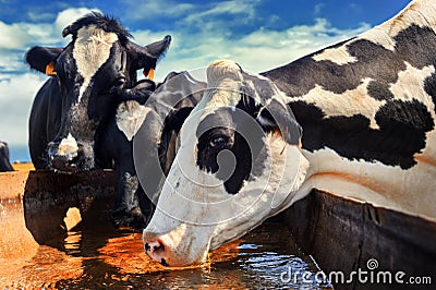 Herd of cows drinking water Stock Photo