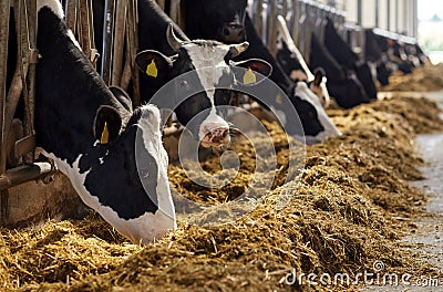 Herd of cows eating hay in cowshed on dairy farm Stock Photo