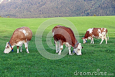 A herd of cows with GPS transmitters Stock Photo