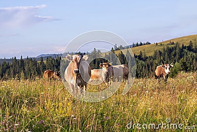 Herd of cows graze on a summer grass meadow on the sunset Stock Photo