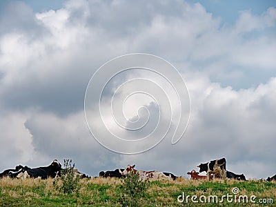A herd of cows grazes on top of a hill Stock Photo