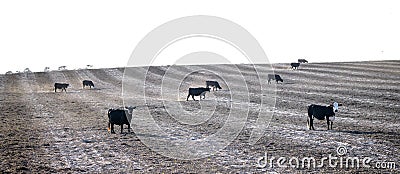 Herd of cows grazing in a fresh sparse plowed field, meadow or pasture with rows and lines in the dirt black and white sepia color Stock Photo