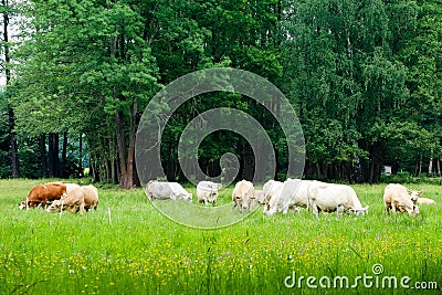 Herd of cows grazing in a green fresh pasture field with trees and flowers in idyllic countryside cattle scene Stock Photo